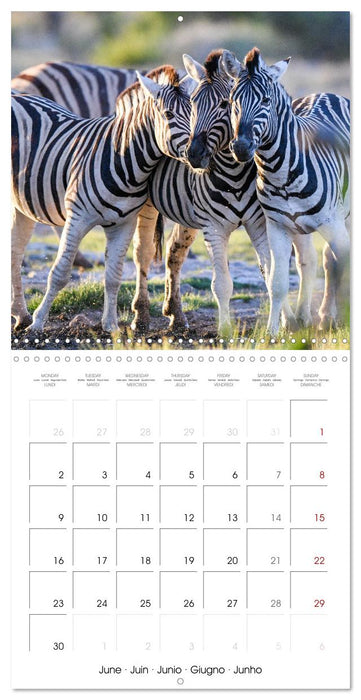 Wild Animals of the Southern Africa Area (CALVENDO Monthly Calendar 2025)