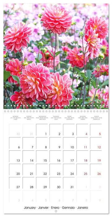 L'été du dahlia (CALVENDO Calendrier mensuel 2025)