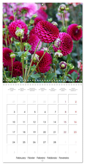 L'été du dahlia (CALVENDO Calendrier mensuel 2025)