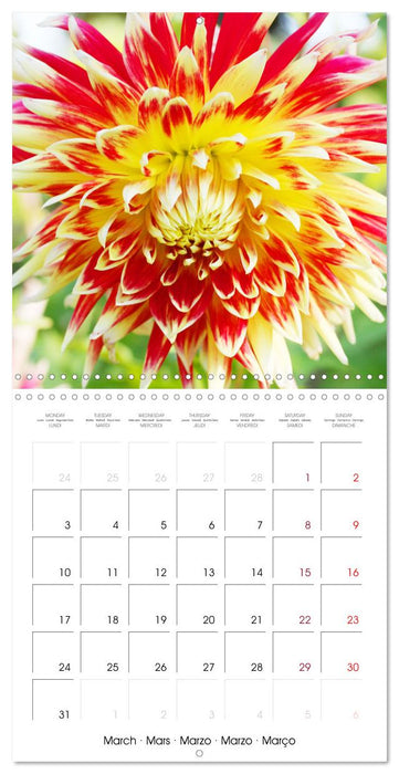 L'été du dahlia (CALVENDO Calendrier mensuel 2025)