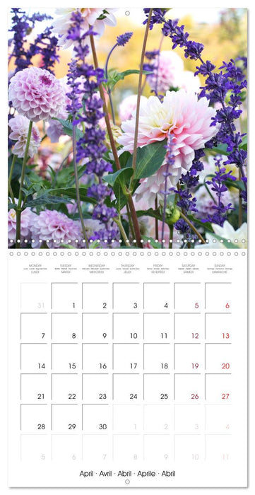 L'été du dahlia (CALVENDO Calendrier mensuel 2025)