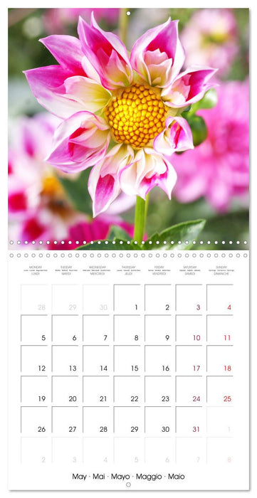 L'été du dahlia (CALVENDO Calendrier mensuel 2025)