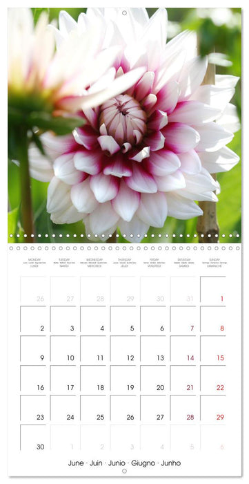 L'été du dahlia (CALVENDO Calendrier mensuel 2025)