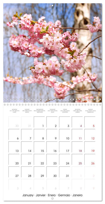 Time of Cherry Blossom (CALVENDO Monthly Calendar 2025)