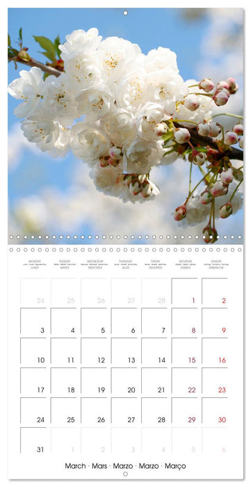 Time of Cherry Blossom (CALVENDO Monthly Calendar 2025)