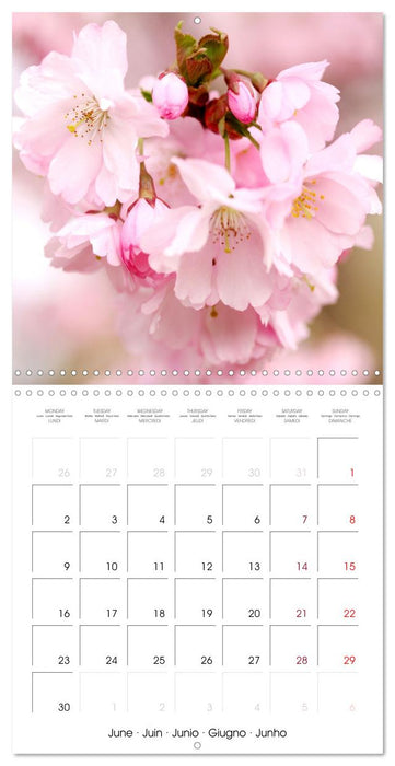 Time of Cherry Blossom (CALVENDO Monthly Calendar 2025)