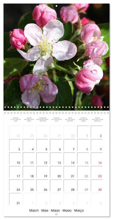 Arbres et arbustes la floraison (CALVENDO Calendrier mensuel 2025)