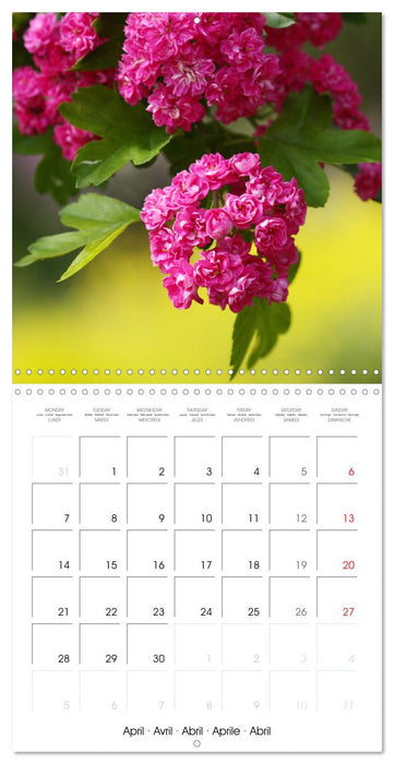 Arbres et arbustes la floraison (CALVENDO Calendrier mensuel 2025)