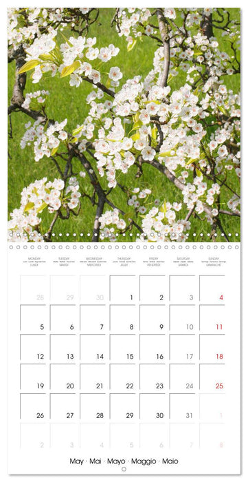 Arbres et arbustes la floraison (CALVENDO Calendrier mensuel 2025)