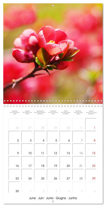 Arbres et arbustes la floraison (CALVENDO Calendrier mensuel 2025)