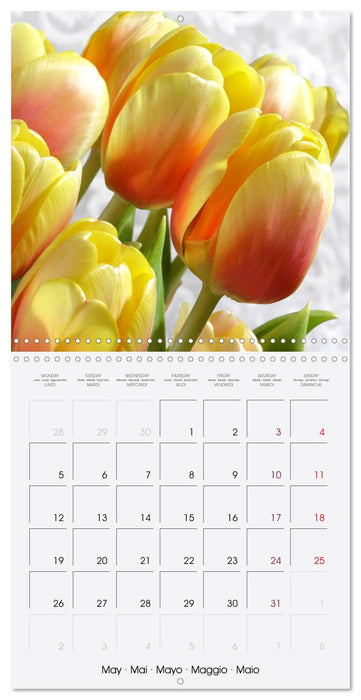 Tulipes élégantes (CALVENDO Calendrier mensuel 2025)