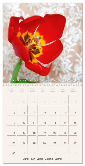 Tulipes élégantes (CALVENDO Calendrier mensuel 2025)