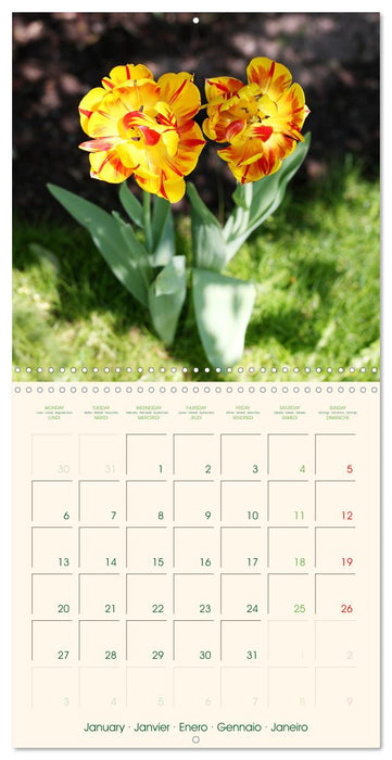 Tulipes charmantes et fraîches (CALVENDO Calendrier mensuel 2025)