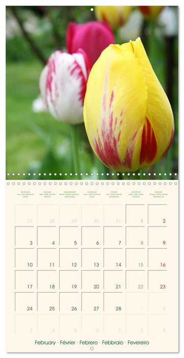 Tulipes charmantes et fraîches (CALVENDO Calendrier mensuel 2025)