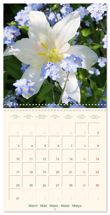 Tulipes charmantes et fraîches (CALVENDO Calendrier mensuel 2025)