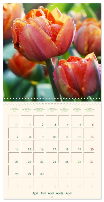 Tulipes charmantes et fraîches (CALVENDO Calendrier mensuel 2025)