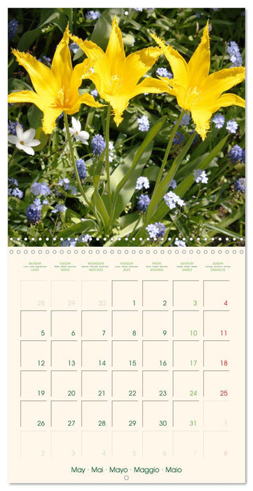 Tulipes charmantes et fraîches (CALVENDO Calendrier mensuel 2025)