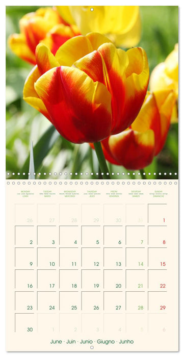 Tulipes charmantes et fraîches (CALVENDO Calendrier mensuel 2025)