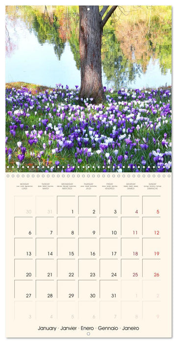 Powerful Spring Colors (CALVENDO Monthly Calendar 2025)