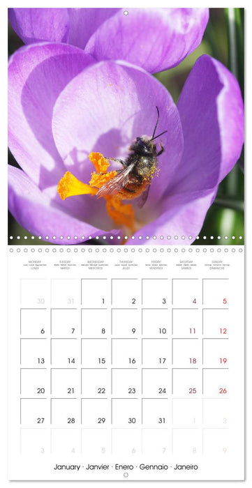 Insectes au travail (CALVENDO Calendrier mensuel 2025)