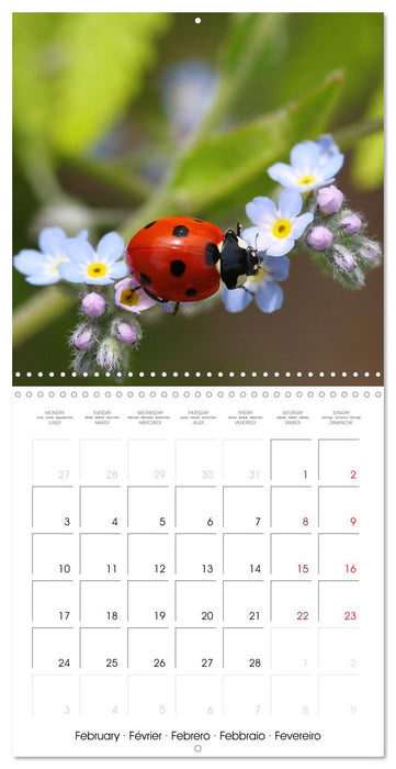 Insectes au travail (CALVENDO Calendrier mensuel 2025)