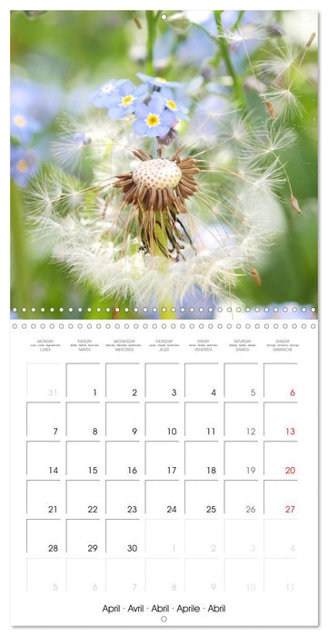 Nature tranquille (CALVENDO Calendrier mensuel 2025)