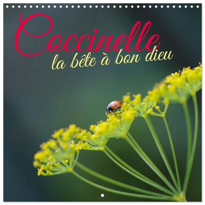 Coccinelle la bête à bon dieu (CALVENDO Calendrier mensuel 2025)