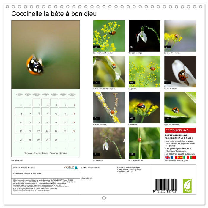 Coccinelle la bête à bon dieu (CALVENDO Calendrier mensuel 2025)