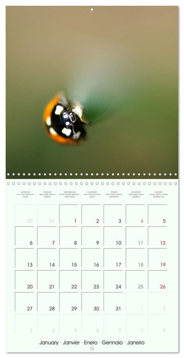 Coccinelle la bête à bon dieu (CALVENDO Calendrier mensuel 2025)