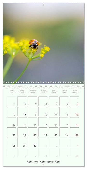 Coccinelle la bête à bon dieu (CALVENDO Calendrier mensuel 2025)