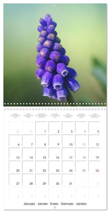 La saison des fleurs (CALVENDO Calendrier mensuel 2025)