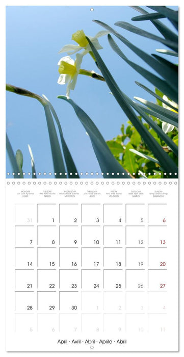 La saison des fleurs (CALVENDO Calendrier mensuel 2025)