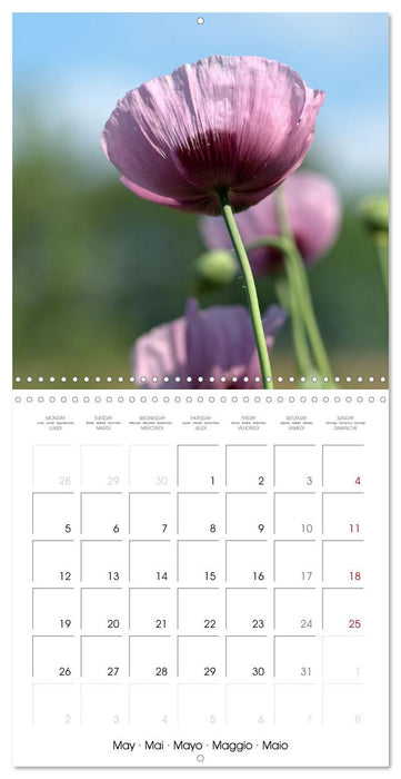 La saison des fleurs (CALVENDO Calendrier mensuel 2025)