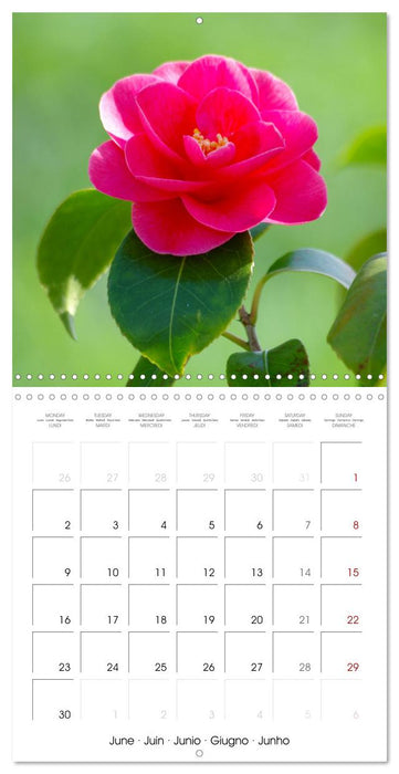 La saison des fleurs (CALVENDO Calendrier mensuel 2025)