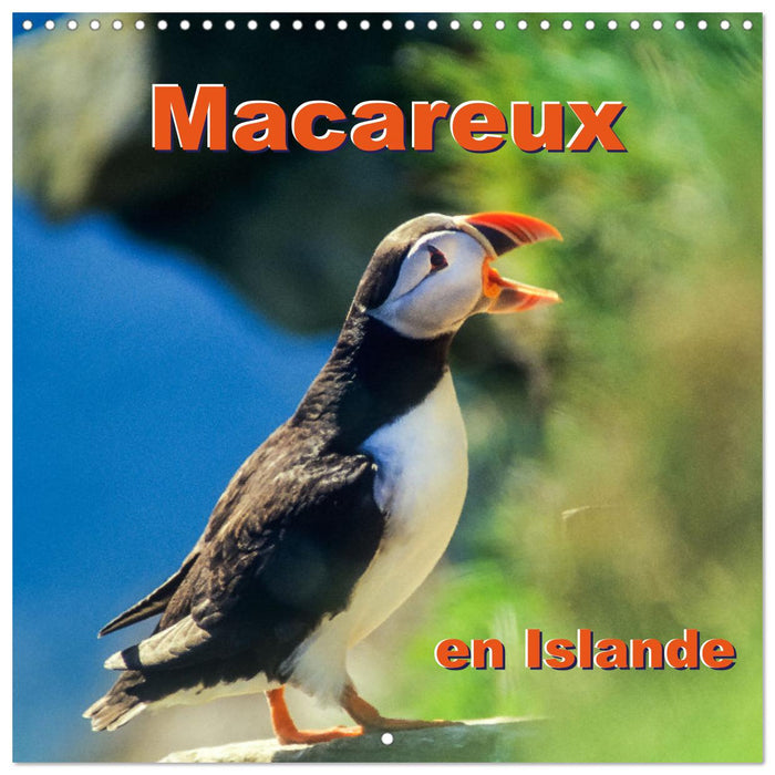 Macareux en Islande (CALVENDO Calendrier mensuel 2025)