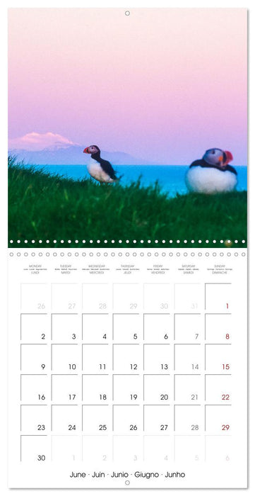 Macareux en Islande (CALVENDO Calendrier mensuel 2025)