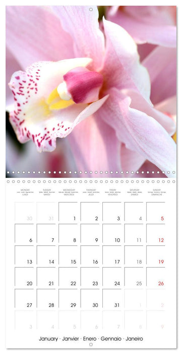 Orchid Joy (CALVENDO Monthly Calendar 2025)