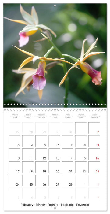 Orchid Joy (CALVENDO Monthly Calendar 2025)