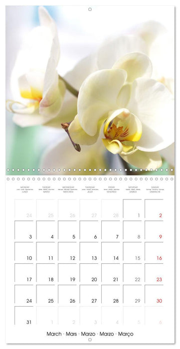 Orchid Joy (CALVENDO Monthly Calendar 2025)