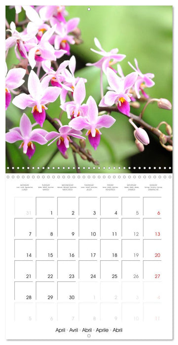 Orchid Joy (CALVENDO Monthly Calendar 2025)