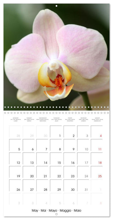 Orchid Joy (CALVENDO Monthly Calendar 2025)