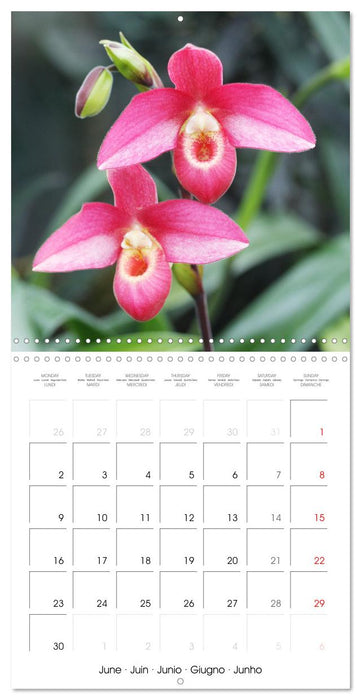 Orchid Joy (CALVENDO Monthly Calendar 2025)