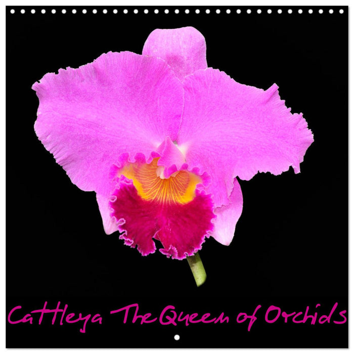 Cattleya The Queen of Orchids (CALVENDO Monthly Calendar 2025)