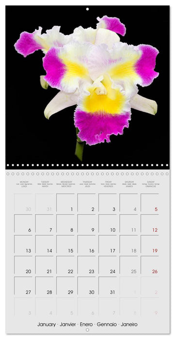 Cattleya The Queen of Orchids (CALVENDO Monthly Calendar 2025)