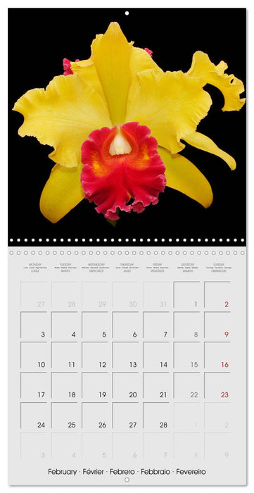 Cattleya The Queen of Orchids (CALVENDO Monthly Calendar 2025)