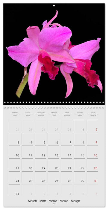 Cattleya The Queen of Orchids (CALVENDO Monthly Calendar 2025)