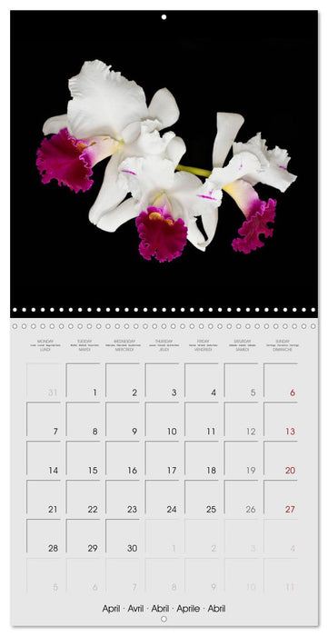 Cattleya The Queen of Orchids (CALVENDO Monthly Calendar 2025)