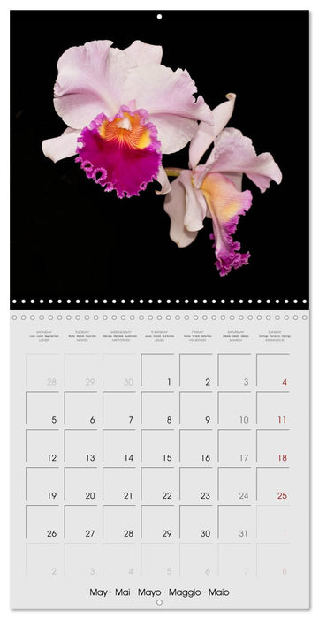 Cattleya The Queen of Orchids (CALVENDO Monthly Calendar 2025)