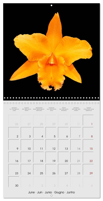 Cattleya The Queen of Orchids (CALVENDO Monthly Calendar 2025)