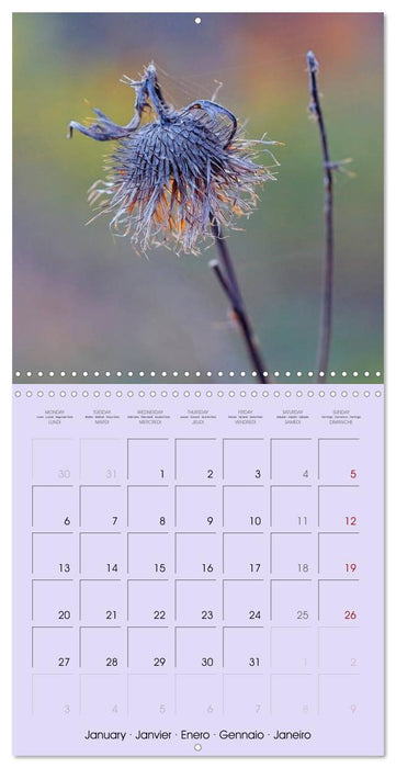 Wild Wild Seeds (CALVENDO Monthly Calendar 2025)